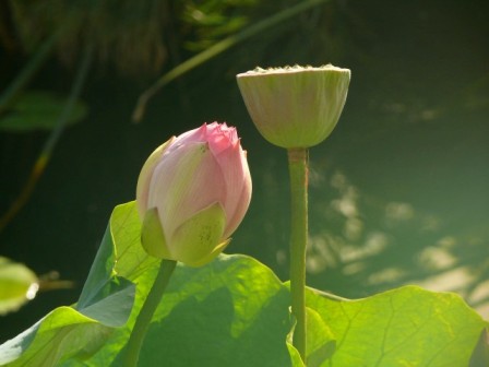 eine Lotusknospe und eine aufgeblühte , die ihren Samen bereits weitergegeben hat - Fülle der Natur